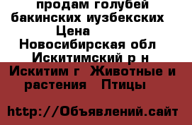 продам голубей бакинских иузбекских › Цена ­ 500 - Новосибирская обл., Искитимский р-н, Искитим г. Животные и растения » Птицы   